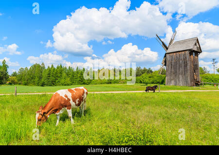 Le pâturage des vaches sur pré vert avec moulin traditionnel en bois en arrière-plan, Tokarnia village, Pologne Banque D'Images