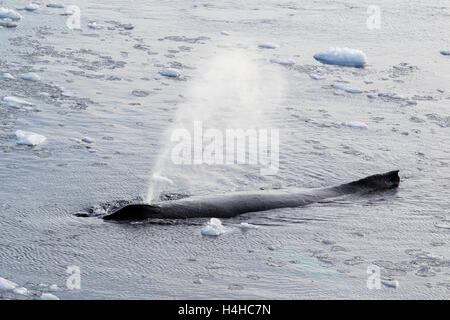 Baleine à bosse à Canal Lemaire, dans l'ouest de Péninsule Antarctique Banque D'Images