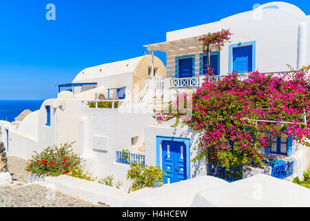 Maisons typiques décorées de fleurs à Oia sur l'île de Santorini, Cyclades, Grèce Banque D'Images