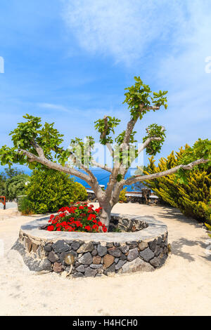 Arbre vert avec des fleurs sur square à Imerovigli village sur l'île de Santorin, Grèce Banque D'Images