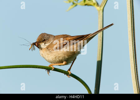 La Fauvette grisette Sylvia communis femelle avec insectes mouches grue pour ses oisillons Banque D'Images