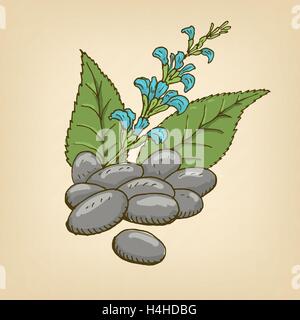 Direction générale et Chia Chia seeds. Vector illustration. Illustration de Vecteur