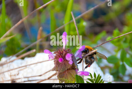 Bumblebee se nourrit de pollen de la fleur juice Banque D'Images