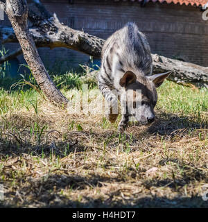 - L'inhalation de hyène rayée Hyaena hyaena Banque D'Images