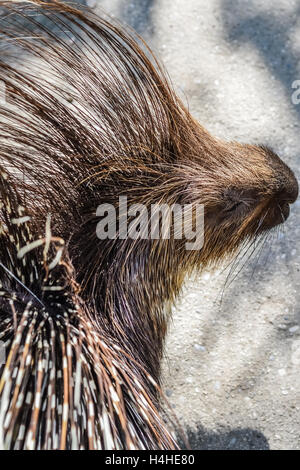 Porc-épic close up - Hystrix cristata Banque D'Images