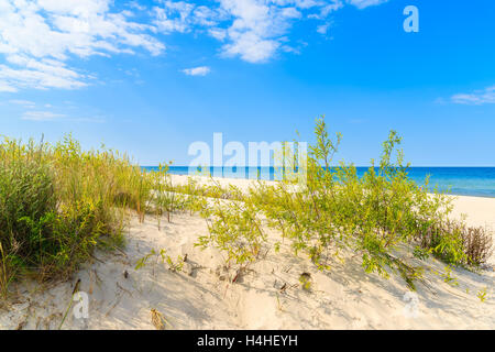 L'herbe verte sur une dune de sable sur la plage, dans le village côtier de Jurata, mer Baltique, Pologne Banque D'Images