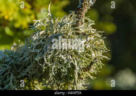 FORET DE STE BAUME, LICHEN, VAR 83 FRANCE Banque D'Images