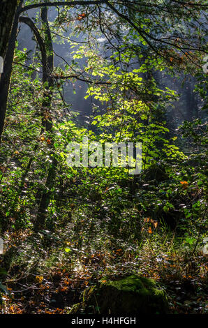 FORET DOMANIALE DE STE BAUME, VAR 83 FRANCE Banque D'Images