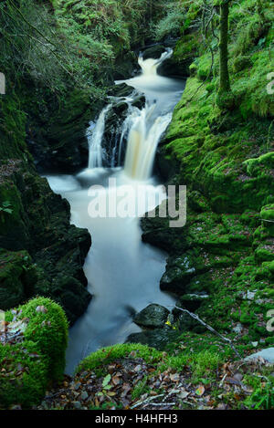 Afon Cynfal Cynfal Ceunant qui passe par la réserve naturelle nationale pour le sud de l'Llanffestinion dans le Nord du Pays de Galles. Banque D'Images