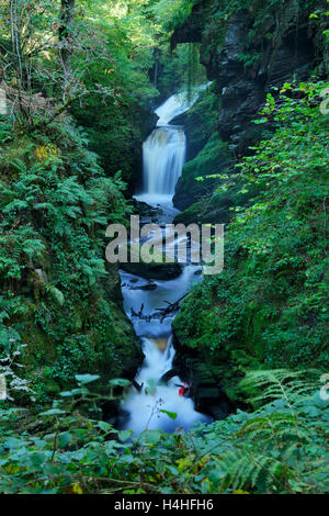 Afon Cynfal Cynfal Ceunant qui passe par la réserve naturelle nationale pour le sud de l'Llanffestinion dans le Nord du Pays de Galles. Banque D'Images