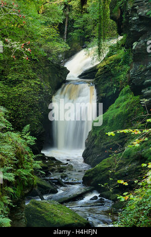 Afon Cynfal Cynfal Ceunant qui passe par la réserve naturelle nationale pour le sud de l'Llanffestinion dans le Nord du Pays de Galles. Banque D'Images