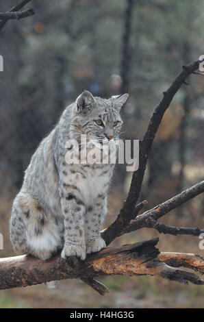 Les lynx assis sur une branche d'arbre tombé à l'état sauvage. Banque D'Images