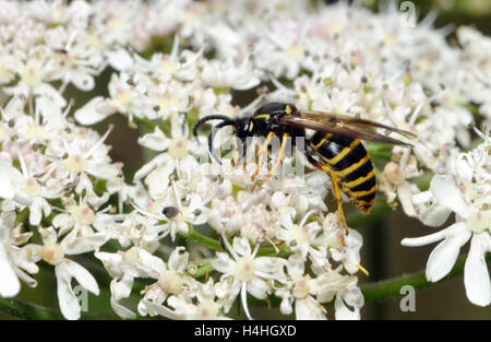 Une guêpe Dolichovespula médian des travailleurs (médias) sur une vache persil (Anthriscus sylvestris) capitule. Bedgebury Forêt, Kent, UK. Banque D'Images