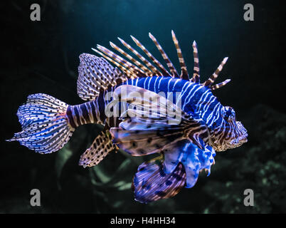 Devil tropical exotique firefish, ou poisson-papillon commun (Pterois miles) Banque D'Images