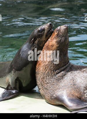 Lion de mer ( Zalophus ) femelle sur la pierre Banque D'Images