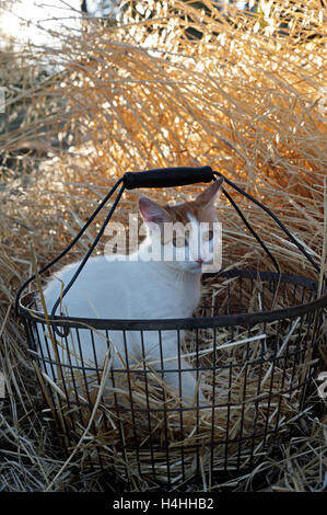 Jeune chat assis dans un panier d'antiquités dans les hautes herbes sèches Banque D'Images