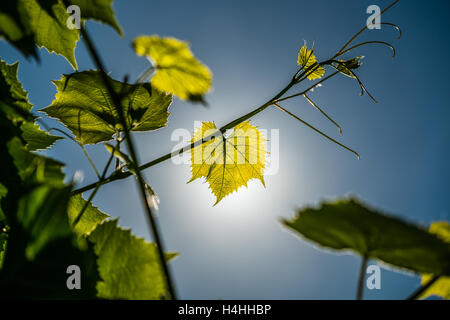 De la vigne pousse vert frais plus de ciel bleu Banque D'Images