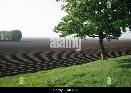 Champ de pommes de terre nouvellement plantés à Wingland, South Holland, Lincolnshire UK. Banque D'Images