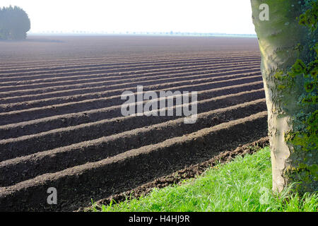 Champ de pommes de terre nouvellement plantés à Wingland, South Holland, Lincolnshire UK. Banque D'Images