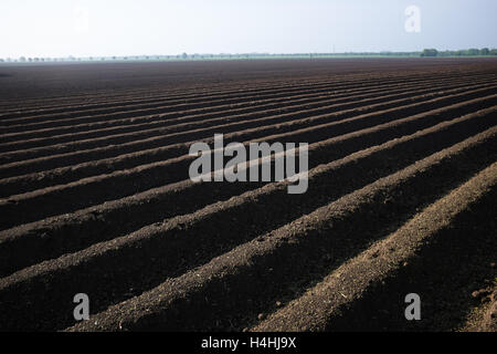 Champ de pommes de terre nouvellement plantés à Wingland, South Holland, Lincolnshire UK. Banque D'Images