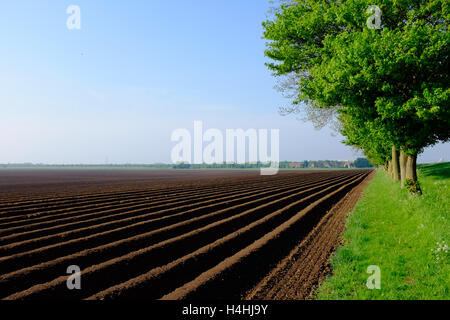 Champ de pommes de terre nouvellement plantés à Wingland, South Holland, Lincolnshire UK. Banque D'Images