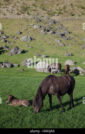 Mare et son poulain, l'Islande Banque D'Images