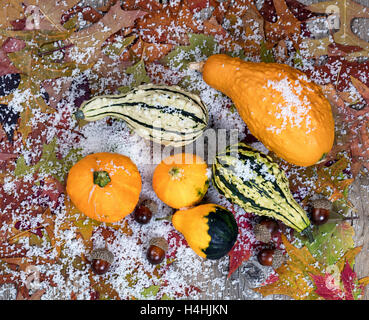 Vue aérienne de la saison des courges avec les feuilles d'automne, les glands et la neige sur les planches de bois rustique. Banque D'Images