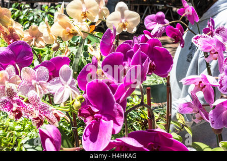 Fleurs à San Francisco, Californie Banque D'Images