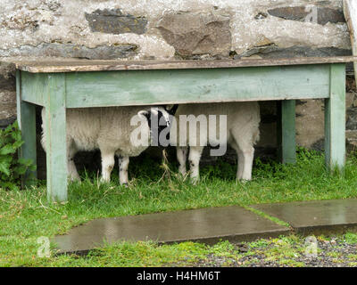 Abritant deux agneaux de la pluie sur le sec et en vertu de l'ancienne table en bois, à l'île de Colonsay, Ecosse, Royaume-Uni. Banque D'Images