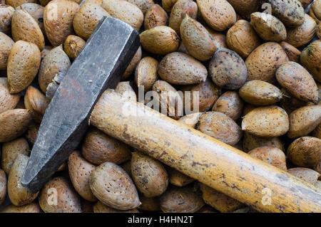 Amandes bio frais avec Shell et un marteau Banque D'Images