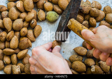 Woman's Hand Holding a Hammer pour fissurer les coquilles d'Amande Banque D'Images