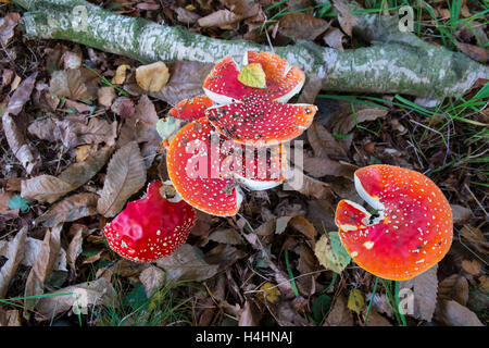 Amanita muscaria, communément connue sous le nom de fly fly agaric ou amanita. Banque D'Images