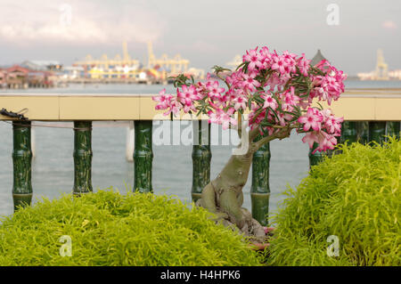 Un jardin de bonsaïs de bougainvillées rose, l'île de Penang, Malaisie Banque D'Images