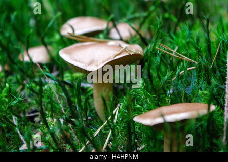 Un Suillus bovinus poussant dans la forêt, également connu sous le nom de Jersey ou de champignons bolets bovine Banque D'Images