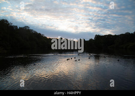 Le soleil se lève sur un matin d'automne froid sur le lac à Golden Acre Park dans la ville de Leeds. Banque D'Images