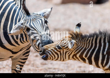 Zebra protection mère et son petit dans la savane africaine Banque D'Images