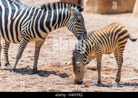 Zebra protection mère et son petit dans la savane africaine Banque D'Images