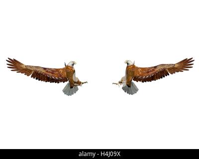 Magnifique eagle landing sur elle isolé dans fond blanc Banque D'Images