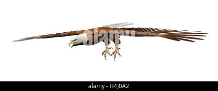 Magnifique eagle landing sur elle isolé dans fond blanc Banque D'Images