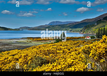 Le Loch Broom ; en regardant vers Ullapool ; l'ajonc en fleur ; Ecosse ; UK Banque D'Images