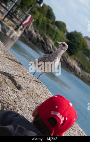 Enfant regardant des jeunes Goélands communs (Larus canus) Banque D'Images