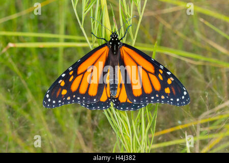 Monarque Danaus plexippus Canelo Hills Cienega, Comté de Cochise, Arizona, United States 19 septembre 2016 Hommes adultes D Banque D'Images