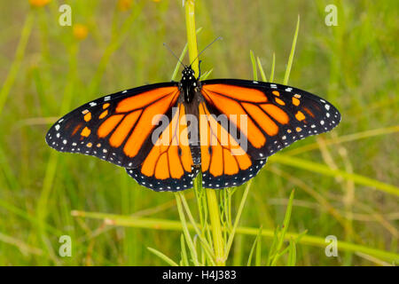 Monarque Danaus plexippus Canelo Hills Cienega, Comté de Cochise, Arizona, United States 19 septembre 2016 Hommes adultes D Banque D'Images