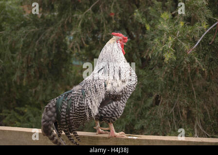 Un homme Coq debout sur une clôture rail avec des arbres en arrière-plan Banque D'Images