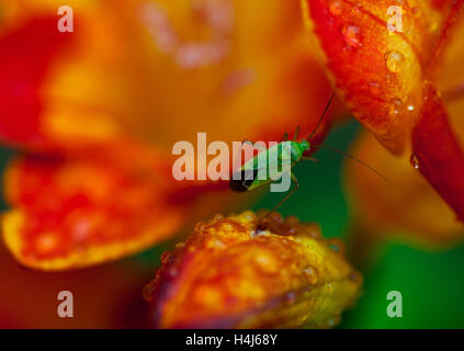 Belles fleurs freesia avec gouttes et verte insecte sur il close up Banque D'Images