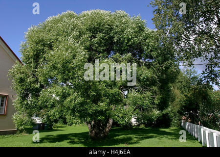 Salix fragilis saule 'Bullata', feuillage, Finlande Banque D'Images