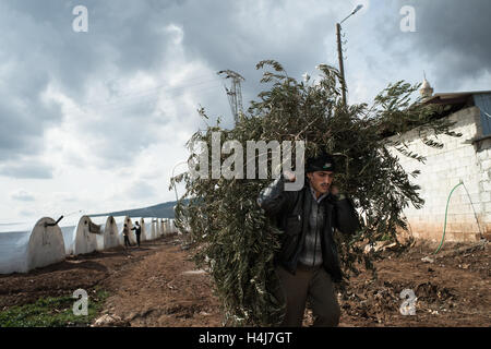 Camp de réfugiés d'Azaz vie quotidienne - 19/02/2013 - Syrie / Alep / Azaz - un réfugié du camp de Azaz transporte des branches d'arbre d'olive à faire du feu dans sa tente.Le camp de réfugiés d'Azaz, au nord de la Syrie se félicite de familles qui tentent d'échapper les querelles entre l'armée gouvernementale syrienne et l'Armée syrienne libre. Selon des ONG de Secours médical pour la Syrie", quelques 10,000 personnes vivent dans le camp à s'inquiéter des conditions sanitaires. - Edouard Elias / le Pictorium Banque D'Images