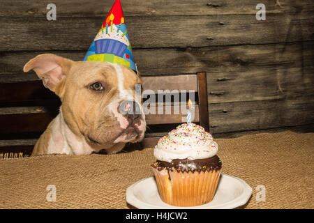 Chiot d’anniversaire Banque D'Images