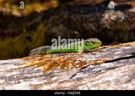 Homme lézard au soleil sur le sable log (Lacerta agilis) - prises dans des Hyde Heath Nature Reserve, Dorset, UK Banque D'Images