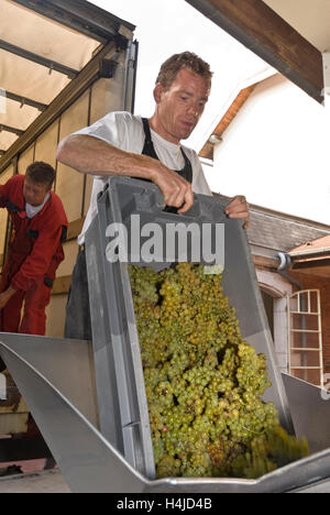 Rdc MONTRACHET GRAND CRU Chardonnay récolté à partir de 'Le Montrachet' vineyard arrivent à winery de domaine de la Romanée-conti Vosne-Romanée Banque D'Images